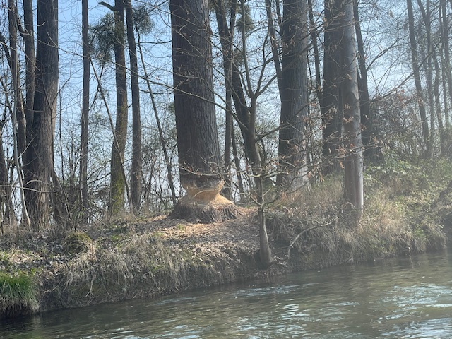 Der Biber leistete volle Arbeit, wie man an diesem Baum sieht - unten ist er wie eine Bleistiftspitze abgenagt