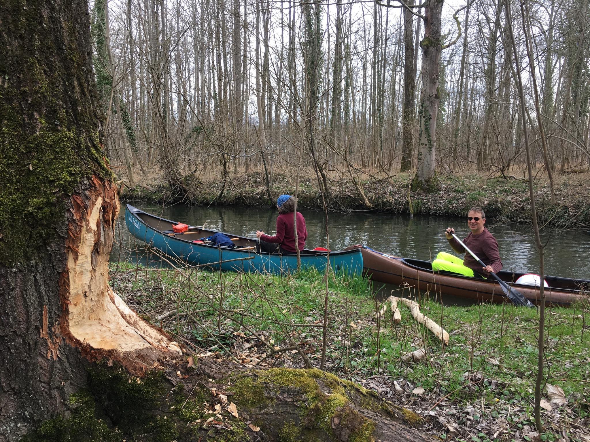 Wanderpaddeln auf dem Altrhein